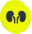 Kidneys